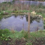 lg_Ashfield_ducks